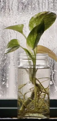 Plant Houseplant Liquid Live Wallpaper