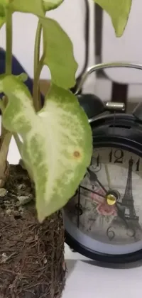 Plant Indoor Clock Live Wallpaper