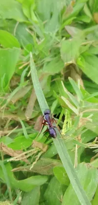 This live wallpaper features a vibrant bug sitting atop luscious green grass, surrounded by violet ants
