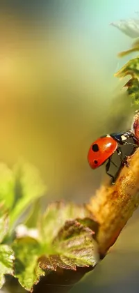 Plant Insect Arthropod Live Wallpaper
