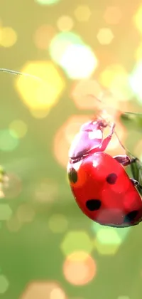 This live wallpaper for your phone displays a close-up photo of a ladybug on a green plant in a field