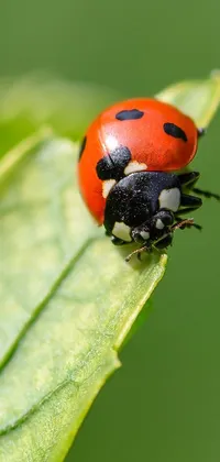 This live phone wallpaper exudes natural beauty with a high detail macro photograph of a ladybug sitting atop a green leaf