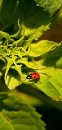 This phone live wallpaper showcases a vibrant ladybug perched on a green leaf