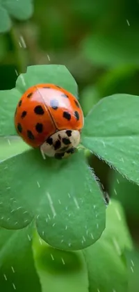 Plant Insect Ladybug Live Wallpaper