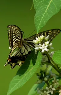 Plant Insect Pollinator Live Wallpaper