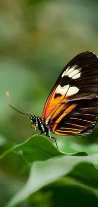 Introducing the captivating butterfly live wallpaper, showcasing an eye-catching orange and black butterfly in full-body close-up shot on a lush green leaf
