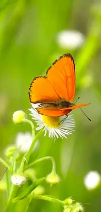 This live wallpaper for your phone showcases a stunning image of a colorful butterfly perched on a flower
