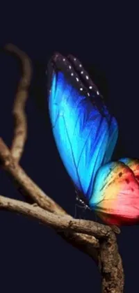 This phone live wallpaper showcases a colorful butterfly resting on a branch against a sleek black background