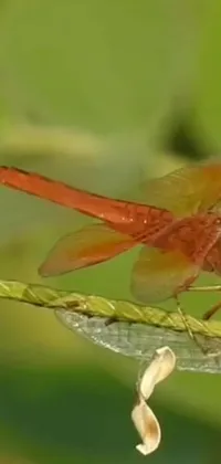 The dragonfly phone live wallpaper features a detailed close-up of a beautiful insect resting on a green leaf