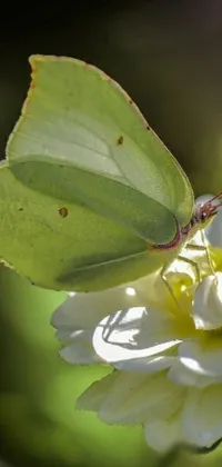 Plant Invertebrate Butterfly Live Wallpaper
