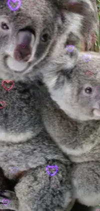 Plant Koala Grey Live Wallpaper
