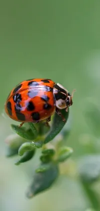 Plant Ladybug Arthropod Live Wallpaper