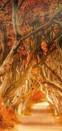 This phone live wallpaper features a stunning tree tunnel in the middle of a road, enveloped by flame porcelain vine