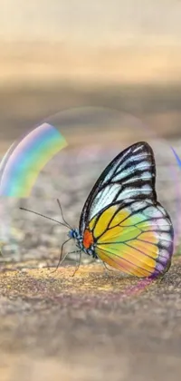Feast your eyes on the mesmerizing phone live wallpaper adorned with a stunning macro photograph of a delicate butterfly - perched gracefully on the ground