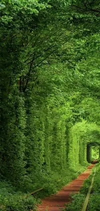 Plant Landscape Green Live Wallpaper
