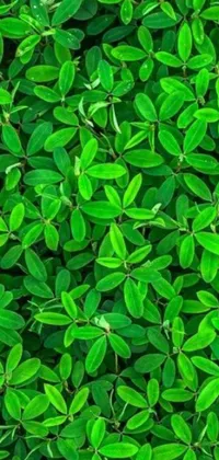 Looking for a nature-inspired live wallpaper for your phone? Look no further than this stunning green leaf design! Featuring a close-up of green leaves that resemble clover, this wallpaper tile seamlessly and looks great from any bird's eye view