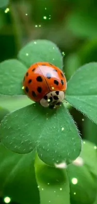 This phone live wallpaper showcases a cute ladybug on a green leaf set against a stunning nebula clover backdrop