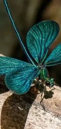 This live wallpaper features a stunning macro photograph of a blue dragonfly perched on a weathered piece of wood