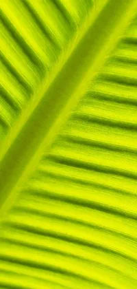 Plant Leaf Banana Leaf Live Wallpaper