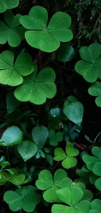 This live wallpaper depicts a cluster of green leaves in close-up, against a backdrop of lucky clovers