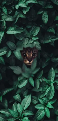 This live phone wallpaper features a hyperrealistic depiction of a camouflaged cat hiding amidst a tree's green foliage