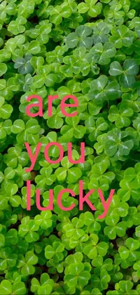 are you lucky Live Wallpaper