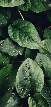 Plant Leaf Botany Live Wallpaper