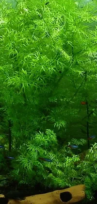 This live wallpaper displays a beautiful fish tank filled with a variety of colorful fish swimming among tall green plants