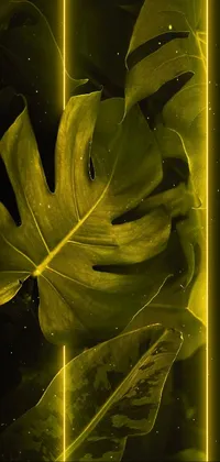 Plant Leaf Branch Live Wallpaper