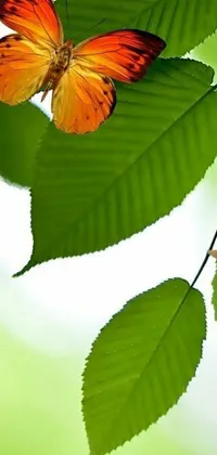 Plant Leaf Butterfly Live Wallpaper