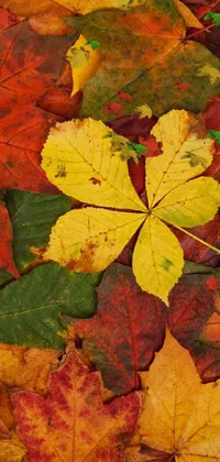This phone live wallpaper features a stunning image of colorful leaves laying on the ground in a top-down view captured by Dietmar Damerau on shutterstock