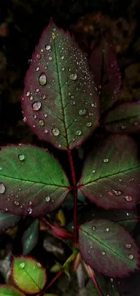 Plant Leaf Fluid Live Wallpaper