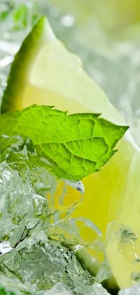 This stunning phone live wallpaper features a close up of a slice of lime resting on ice, surrounded by mint leaves and basil