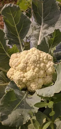 This phone live wallpaper features a high-grain image of a cauliflower head growing among other vegetables in a vibrant garden