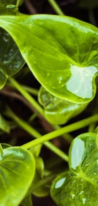 Plant Leaf Green Live Wallpaper
