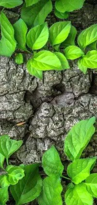 This phone live wallpaper showcases a serene tree with fresh and lush green leaves growing on its bark
