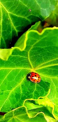 This phone live wallpaper portrays a charming ladybug perched atop a green leaf with occasional rain droplets falling creating ripples