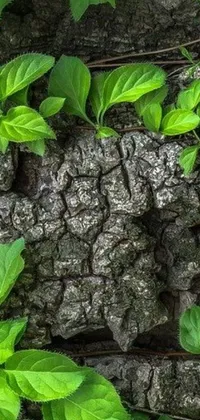 Plant Leaf Green Live Wallpaper