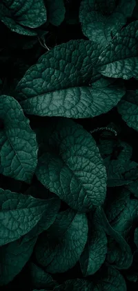 This live wallpaper for your phone is a dark and moody masterpiece that showcases a beautiful close-up of green leaves