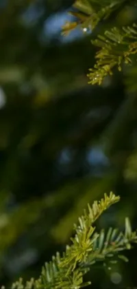 This phone live wallpaper showcases a beautiful close-up of a pine tree branch, with a falling water droplet and hemlock forest as the background