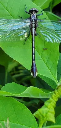 This phone live wallpaper features a stunning blue dragonfly perched on a lush green leaf in Wheaton Illinois