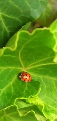 This live wallpaper for your phone features a delightful ladybug sitting on a lush green leaf