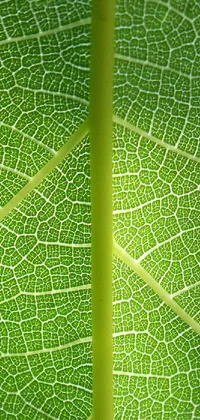Plant Leaf Organism Live Wallpaper