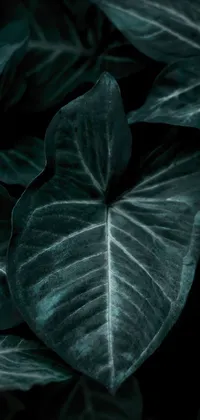 Plant Leaf Petal Live Wallpaper