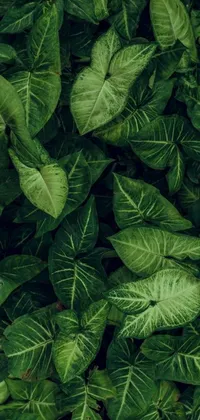 This phone live wallpaper showcases a stunning close-up of green leaves in a lush, humid jungle setting