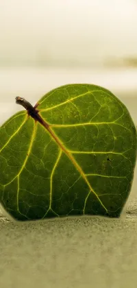 Plant Leaf Terrestrial Plant Live Wallpaper