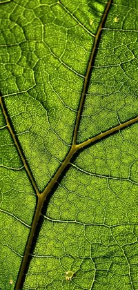 Get lost in the mesmerizing beauty of nature with this green leaf phone live wallpaper