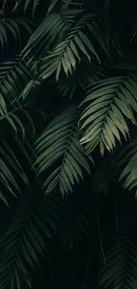 Plant Leaf Terrestrial Plant Live Wallpaper