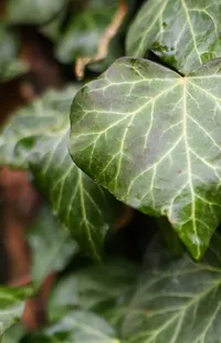 Plant Leaf Vegetable Terrestrial Plant Live Wallpaper