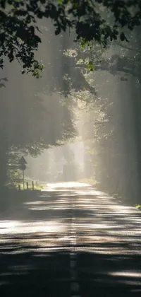 This mesmerizing live wallpaper captures the essence of a peaceful bike ride along a tree-lined road that embodies the romanticism art movement